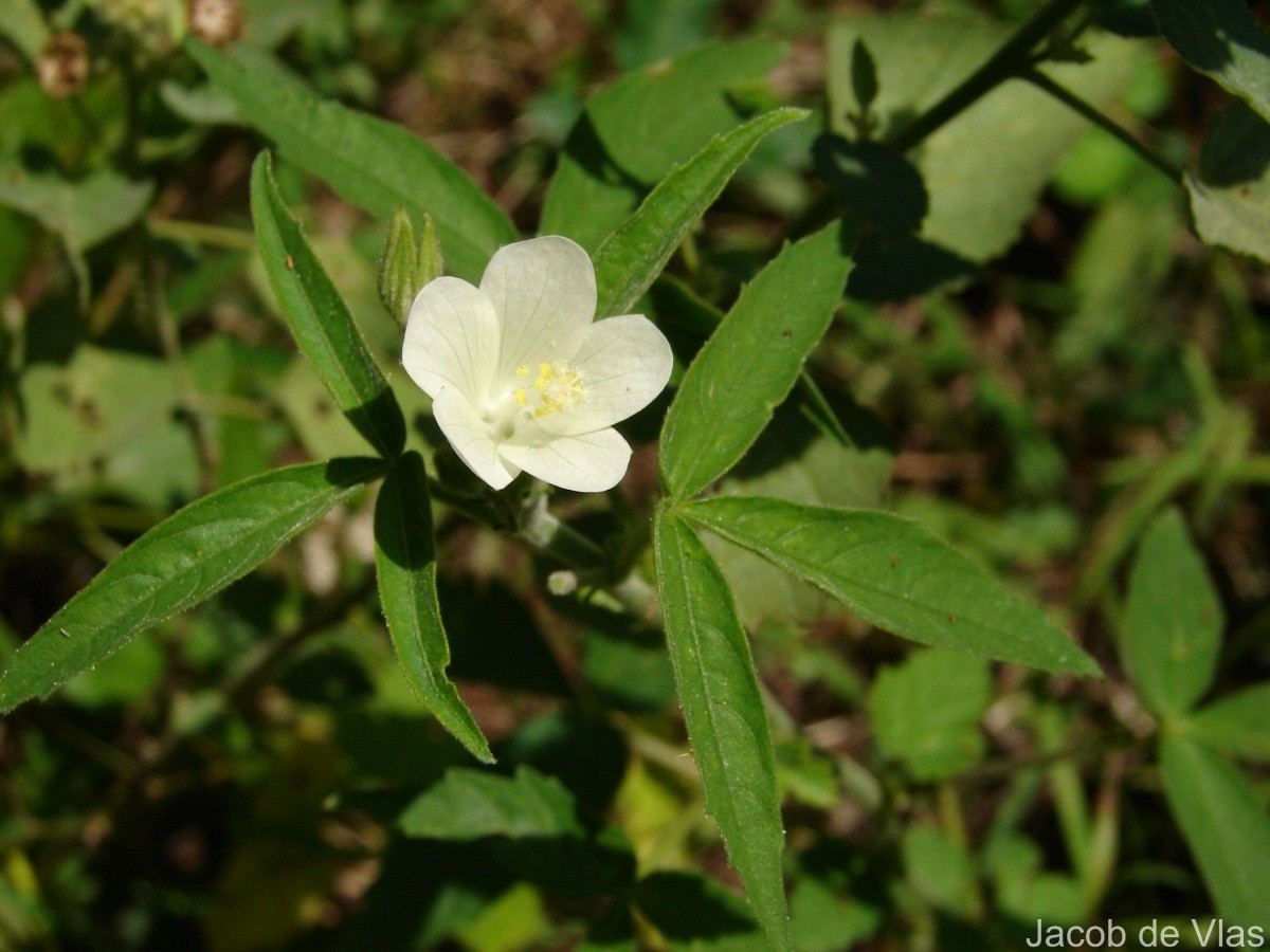 Hibiscus lobatus (Murray) Kuntze